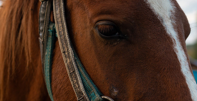  Criminalização do uso de veículos movidos a tração animal é aprovada por comissão