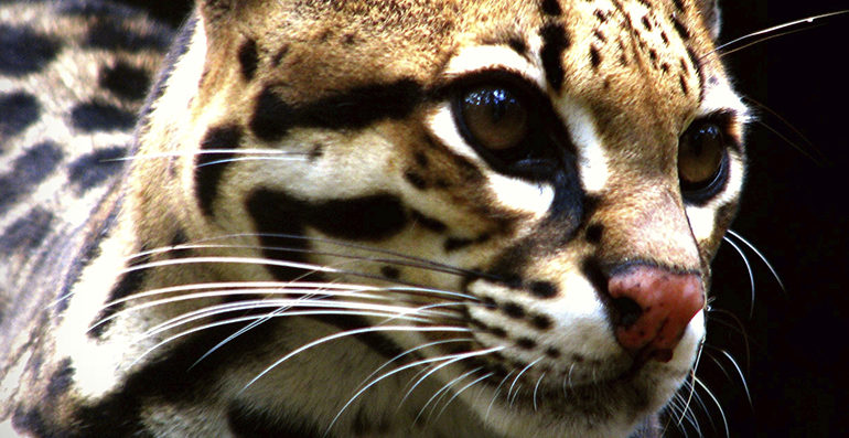  Gato-maracajá: Espécie ameaçada de extinção aparece no Rio de Janeiro