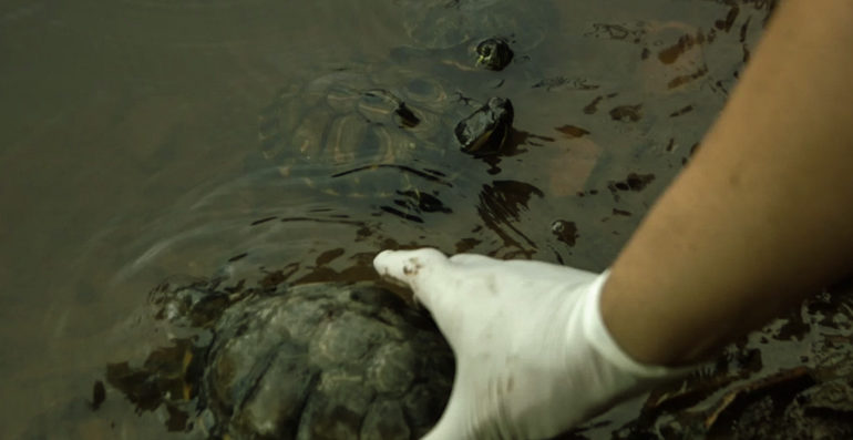  De acordo com especialistas, até 80% das mortes de animais silvestres ocorrem durante resgate irregular