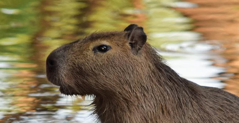  Quais os riscos dos espaços urbanos para os animais silvestres?