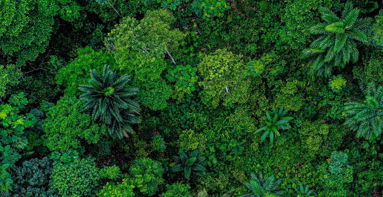  Árvore considerada extinta é descoberta após 185 anos em Pernambuco