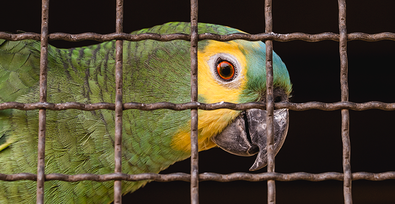  Como as intervenções multifacetadas podem ajudar no combate ao tráfico de animais?