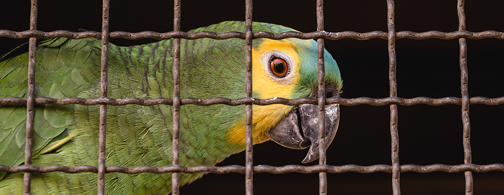 Como as intervenções multifacetadas podem ajudar no combate ao tráfico de animais?