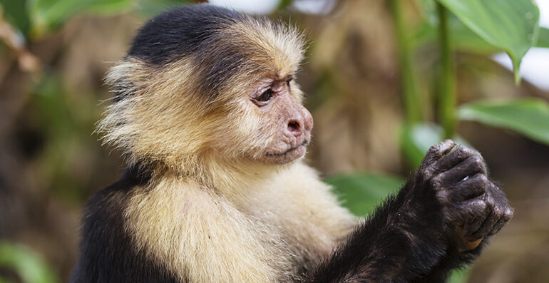  Macacos-prego desenvolveram a habilidade remover a parte tóxica do corpo do gafanhoto antes de comê-los
