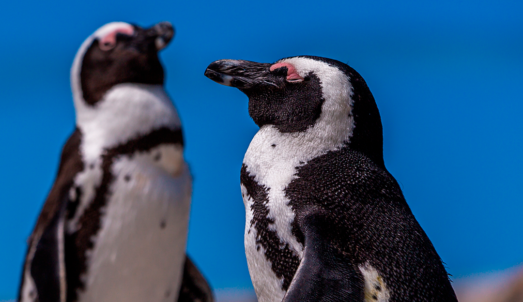 Mais de mil pinguins foram achados mortos em Florianópolis esse ano