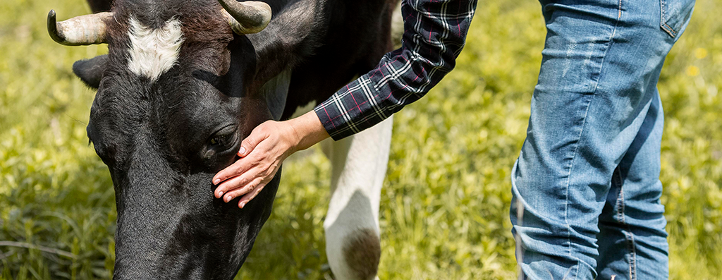 Novo estudo revela potenciais benefícios da redução de consumo de carne