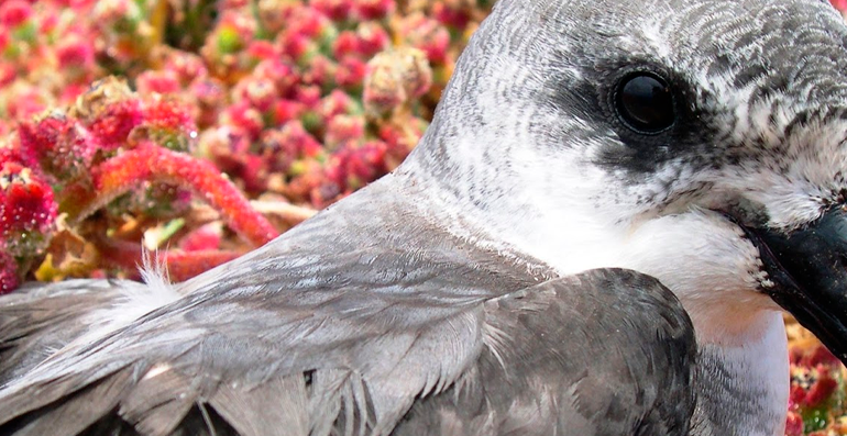  Estudo revela que espécie de ave marinha pode seguir ciclones em busca de alimento