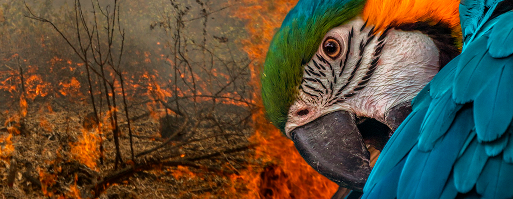 Arara-azul: incêndios no Pantanal atingiram áreas de proteção