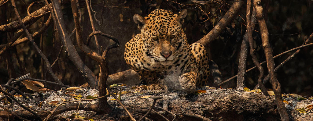 Fome cinzenta: falta de alimentos e água aos animais silvestres após incêndios no Pantanal