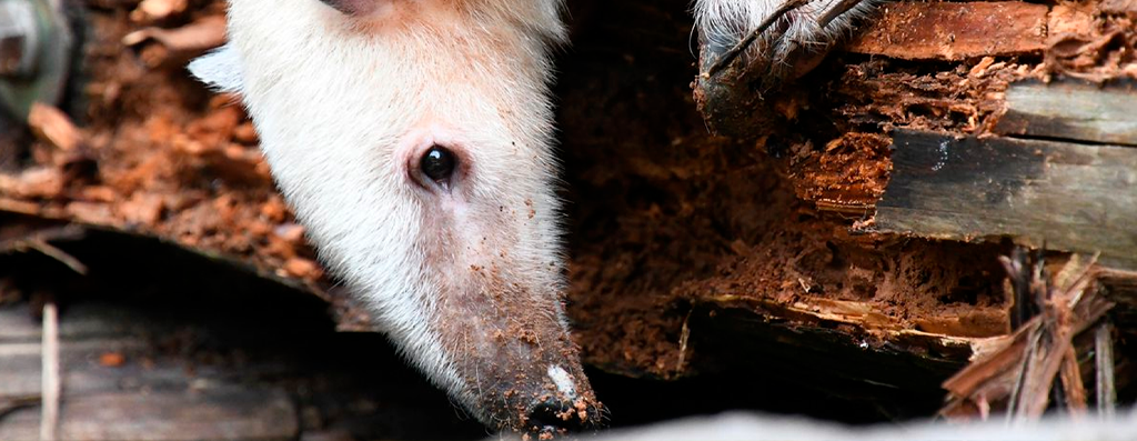 Conheça algumas das mutações genéticas encontradas nos animais do Pantanal e do Cerrado