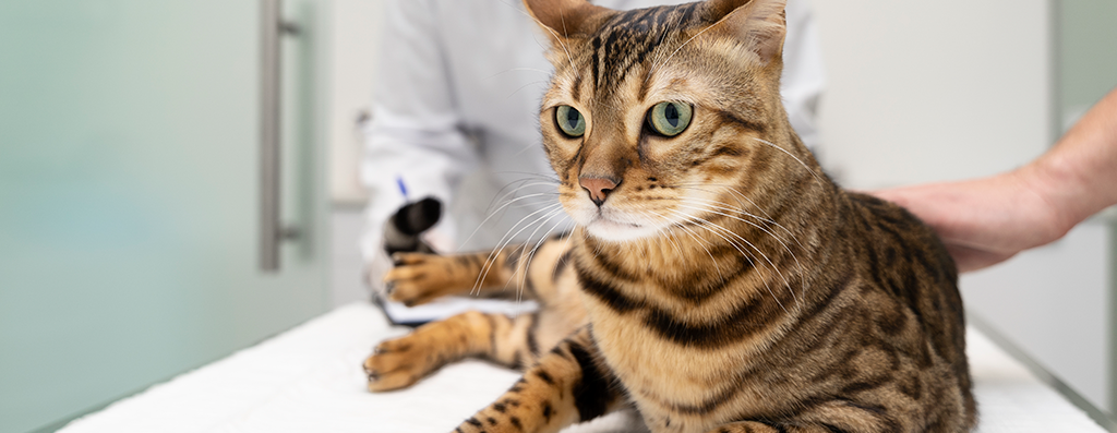 Outubro rosa pet: cães e gatos também podem desenvolver câncer de mama