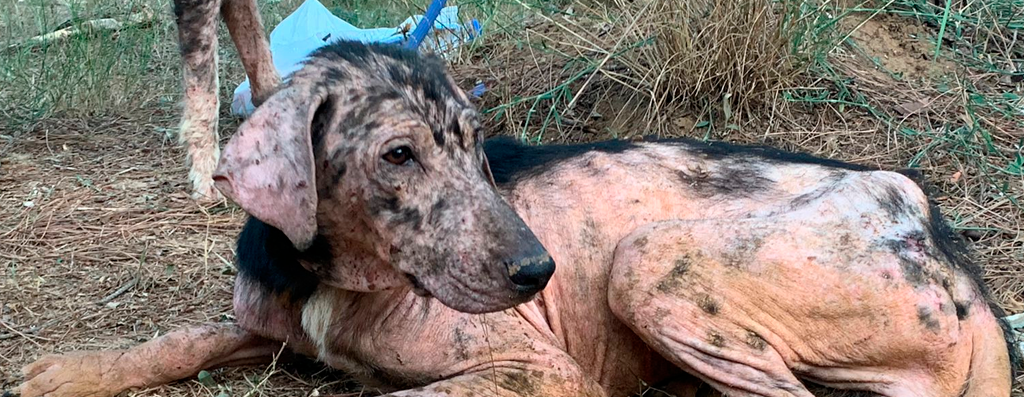 Conflitos no Líbano: animais também serão repatriados para o Brasil junto a seus tutores