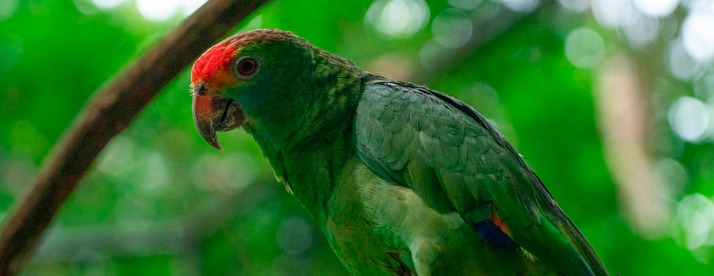 Papagaio-chauá em Alagoas: aves ameaçadas de extinção são reintroduzidas na natureza