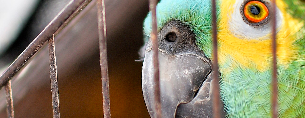 Mais de 1400 animais foram resgatados em operações de combate ao tráfico em Alagoas