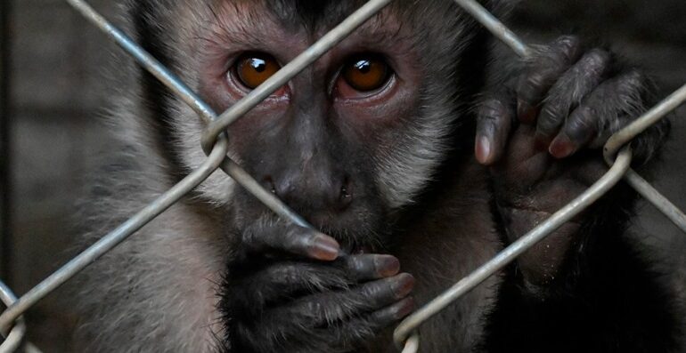  O Brasil tem posição central no tráfico de animais