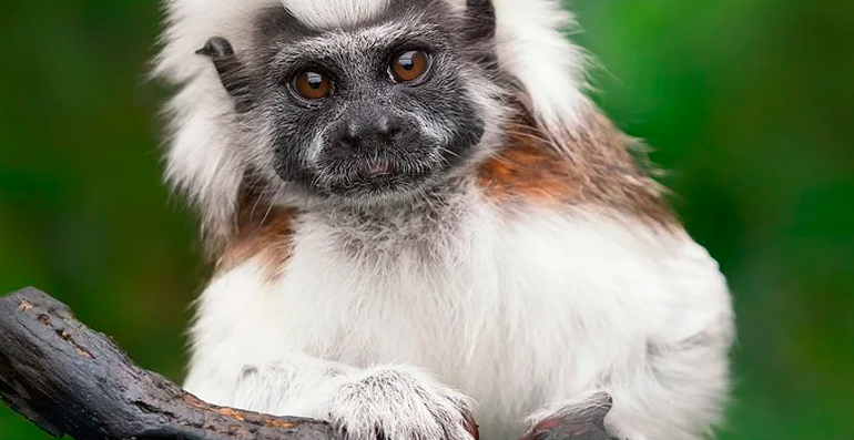  O reconhecimento do direito dos animais é fundamental para a melhoria e adequação de leis animalistas